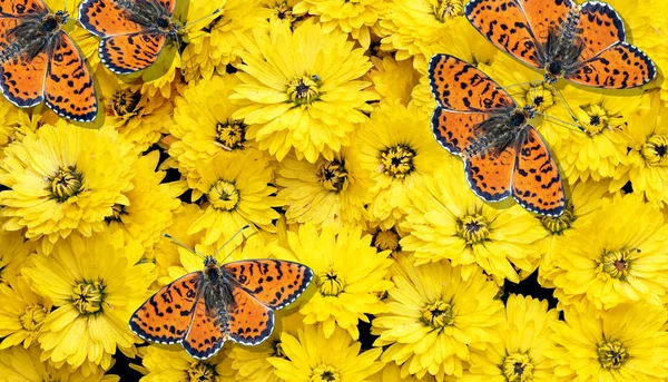 bright red butterflies and yellow chrysanthemums. butterflies and flowers. colorful natural background.  spotted fritillary butterfly. top view
