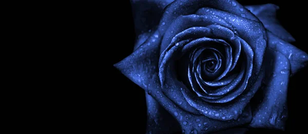 Голубая Роза Черном Фоне Вздымалась Каплях Воды Цвет Тренда 2020 — стоковое фото