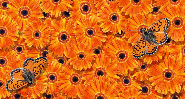 Φυσικό Πορτοκαλί Φόντο Πορτοκαλί Gerbera Υφής Φόντο Φωτεινές Πεταλούδες Στις — Φωτογραφία Αρχείου
