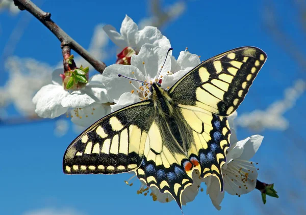 Swallowtail Butterfly Branch Blooming Cherry Blooming Sakura Butterfly Spring Background — Stock Photo, Image