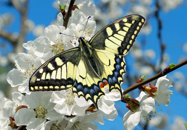 桜の花の枝にツバメの蝶 桜と蝶を咲かせ春の背景 開花の庭 コピースペース — ストック写真