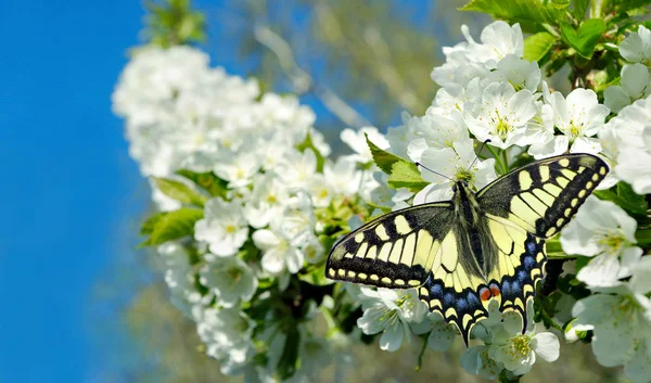 Schwalbenschwanz Schmetterling Auf Einem Zweig Blühender Kirschen Blühende Sakura Und — Stockfoto