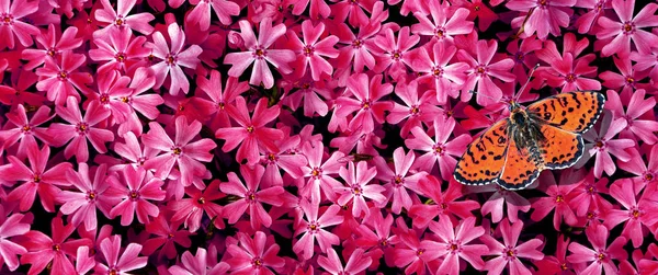 Borboleta Vermelha Brilhante Flores Rosa Cravos Rosa Fundo Textura Padrão — Fotografia de Stock