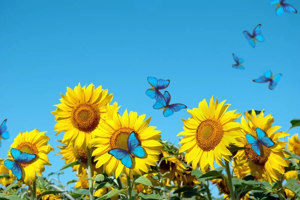 Квітучий Соняшник Тлі Блакитного Неба Простору Копіювання Красиві Блакитні Метелики — стокове фото