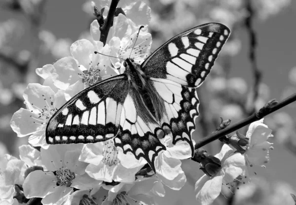 Vlaštovkový Motýl Větvi Kvetoucí Třešně Kvetoucí Sakura Motýl Černá Bílá — Stock fotografie