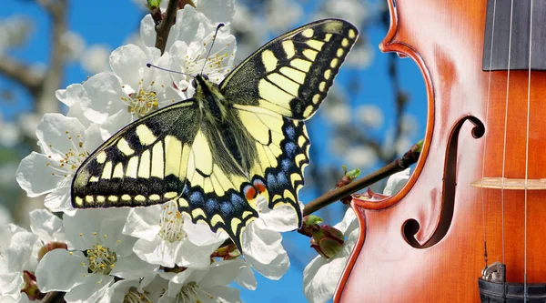 Spring Background Violin Background Blooming Sakura Melody Concept Swallowtail Butterfly — Stock Photo, Image