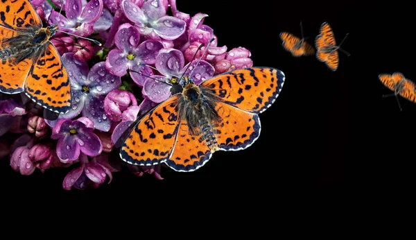Beautiful red butterfly on a flower on a black background. lilac flower in water drops isolated on black. lilac and butterfly. spotted fritillary butterfly. copy spaces.