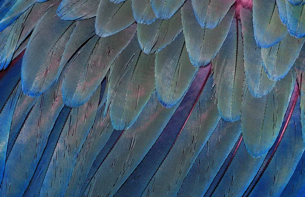 Естественный Абстрактный Фон Естественный Синий Фон Следы Перьев Ара Яркие — стоковое фото