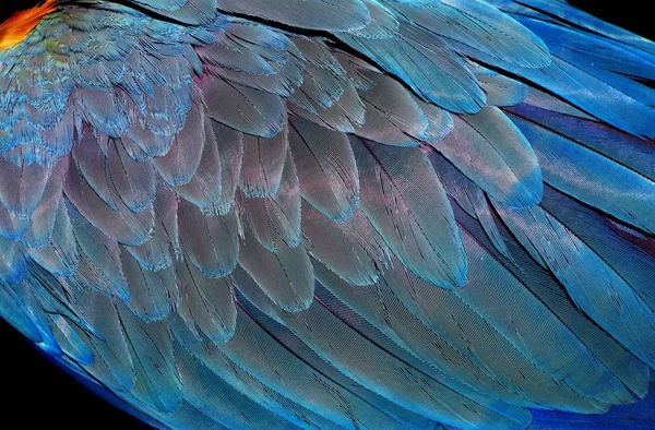 Naturalne Abstrakcyjne Tło Naturalne Niebieskie Tło Wzór Piór Macaw Jasne — Zdjęcie stockowe
