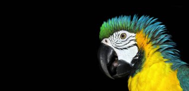 Siyah üzerine izole edilmiş papağan portresi. Parlak tropik papağan. Renkli egzotik bir kuşun kafası.. 