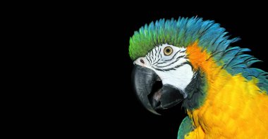 Siyah üzerine izole edilmiş papağan portresi. Parlak tropik papağan. Renkli egzotik bir kuşun kafası.. 