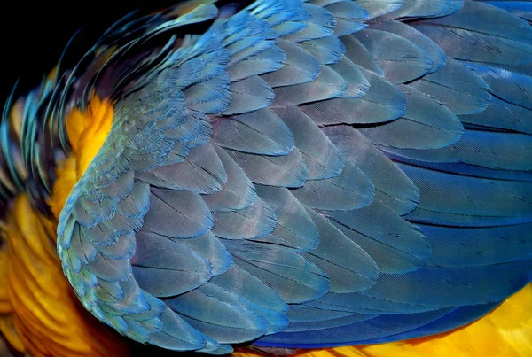 Natuurlijke Geel Blauwe Achtergrond Macaw Veren Patroon Heldere Kleurrijke Veren — Stockfoto