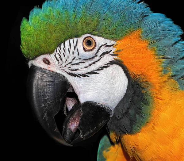 Retrato Papagaio Arara Isolado Preto Papagaio Tropical Brilhante Cabeça Pássaro — Fotografia de Stock