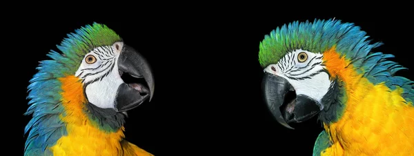 Retrato Papagaio Arara Isolado Preto Papagaio Tropical Brilhante Cabeça Pássaro — Fotografia de Stock