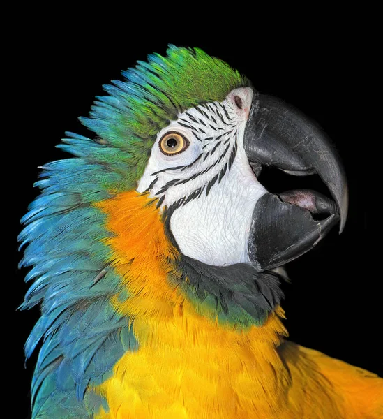 黒で隔離されたマコーオウムの肖像画 明るい熱帯性のオウムカラフルなエキゾチックな鳥の頭は — ストック写真