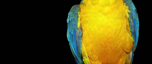 Fundo Amarelo Azul Natural Padrão Penas Arara Penas Coloridas Brilhantes — Fotografia de Stock