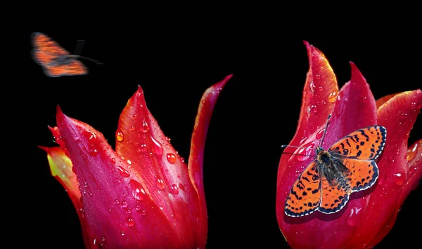 Rote Tulpen Wassertropfen Auf Schwarzer Nahaufnahme Leuchtend Rote Schmetterlinge Auf — Stockfoto