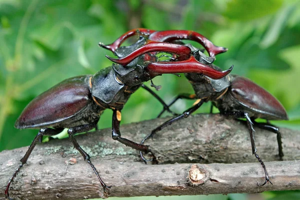 Stag Beetles Duel Two Males Close — Stock Photo, Image