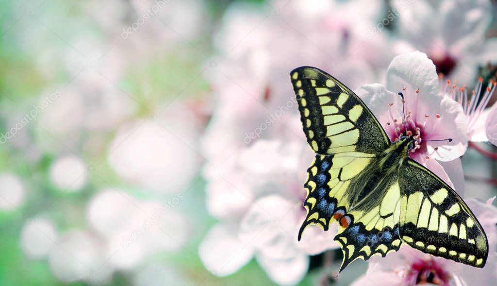 Colorful spring background. Swallowtail butterfly on a branch of blooming cherry. blooming sakura and butterfly. 