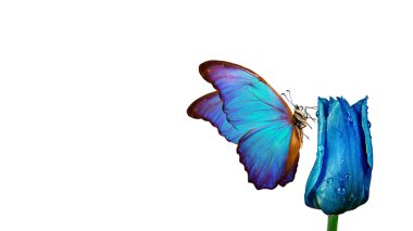 Güzel bir lale çiçeğinin üzerindeki parlak tropikal morpho kelebeği. Beyaz üzerine izole edilmiş su damlalarındaki mavi lale. Uçan mavi kelebekler. 
