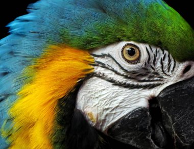 Siyah üzerine izole edilmiş papağan portresi. Parlak tropik papağan. Renkli egzotik bir kuşun kafası.. 