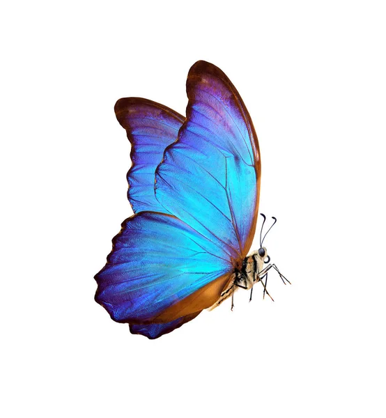 Beautiful Blue Butterfly Symbol New Year Morpho Butterfly Isolated White — 스톡 사진