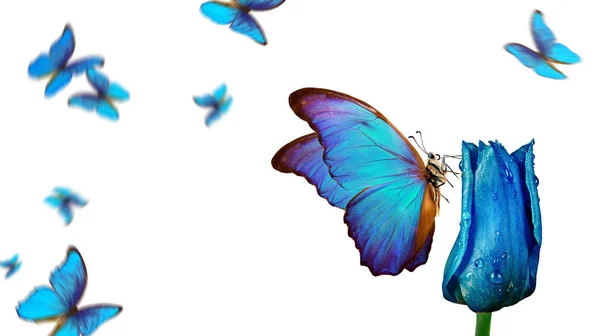 在一朵美丽的郁金香花上 美丽的热带形态蝴蝶 在白色上隔绝的水滴中的蓝色郁金香 飞蓝色蝴蝶 — 图库照片
