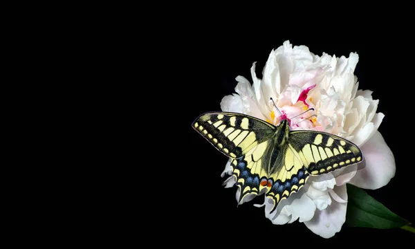 Siyah Üzerine Izole Edilmiş Beyaz Şakayık Çiçeğinin Üzerinde Parlak Renkli — Stok fotoğraf