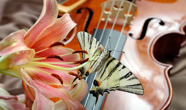 music and nature. violin and flowers. beautiful butterfly sitting on a bow