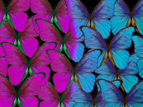 Bright Natural Tropical Background Morpho Butterflies Texture Background Blue Purple — 스톡 사진