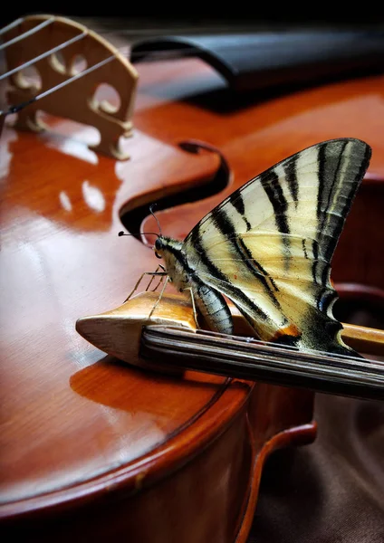 Zene Természet Hegedűtöredék Hegedű Pillangó Gyönyörű Pillangó Egy — Stock Fotó