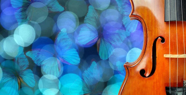 배경의 바이올린 과푸른 나비입니다 과날아다니는 나비들로 얼룩덜룩 갈랜드 바이올린 공간의 — 스톡 사진