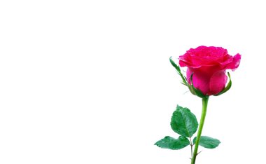 Pembe gül beyaza izole edilmiş. Boşluğu kopyala