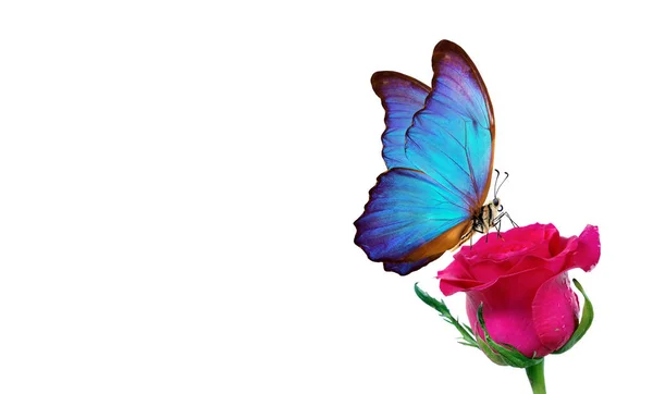 Morpho Butterfly Sitting Rose Isolated White Red Roses Bright Blue — Stock Photo, Image
