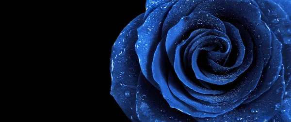 Rose Bleue Dans Des Gouttes Eau Isolées Sur Fond Noir — Photo