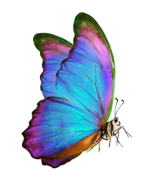 白で隔離された明るい色のモフ蝶 飛行中の鮮やかなカラフルな蝶 — ストック写真