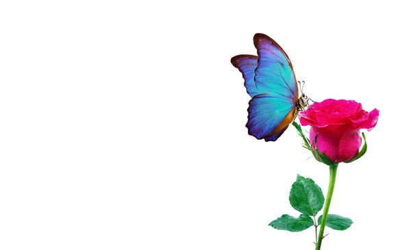 白いバラの上に座っているモルフォ蝶 赤いバラと鮮やかな青い蝶が近づいています グリーティングカードの装飾 — ストック写真