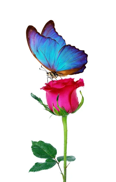 Morpho Papillon Assis Sur Une Rose Isolée Sur Blanc Roses — Photo