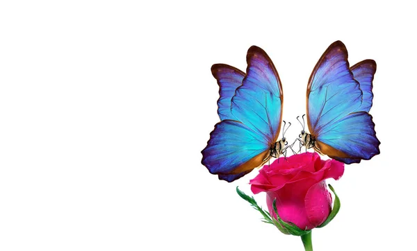 Морфо Метелик Сидить Троянді Ізольовано Білому Червоні Троянди Яскраво Блакитна — стокове фото