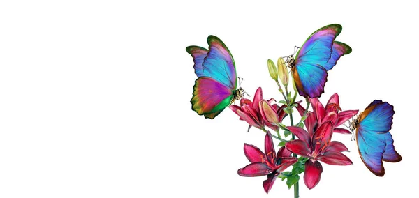 Kleurrijke Tropische Morpho Vlinder Een Tak Van Bloeiende Lelie Paarse — Stockfoto