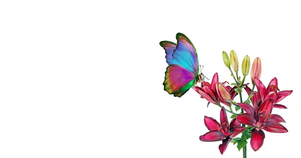 Pestrobarevný Tropický Morfský Motýl Větvi Kvetoucí Lilie Fialová Lilie Krásný — Stock fotografie