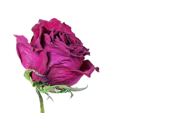 Rose Violette Isolée Sur Blanc Rose Sèche Fleur Close — Photo