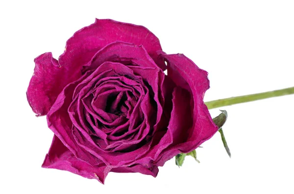 Rosa Púrpura Aislada Blanco Flor Rosa Seca Primer Plano — Foto de Stock