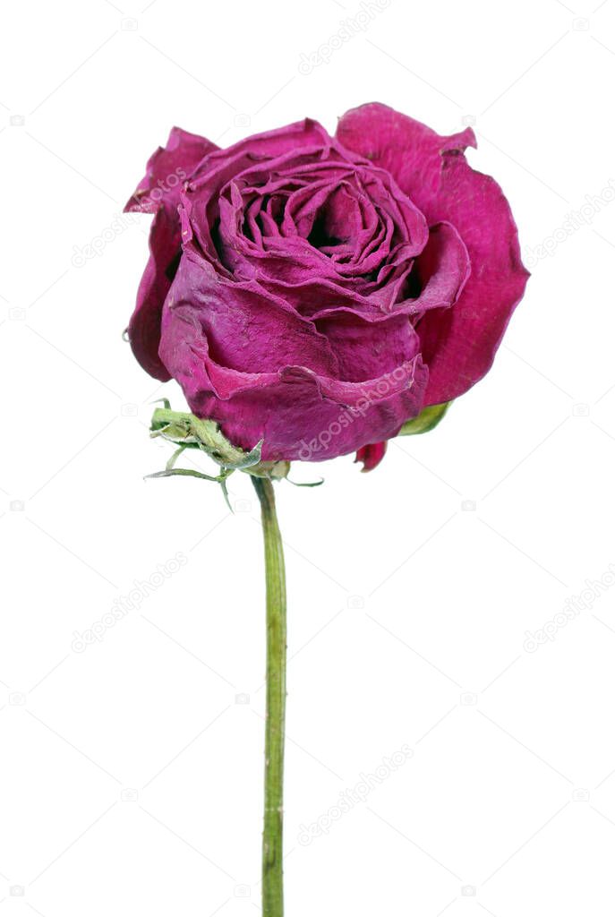 purple rose isolated on white. dry rose flower close-up.