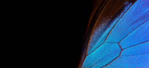 abstract butterfly wings pattern. blue wing of a tropical butterfly on a black background. wings of Ulysses butterfly.