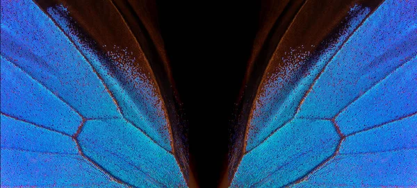 Soyut Kelebek Kanatları Deseni Siyah Arka Planda Tropikal Bir Kelebeğin — Stok fotoğraf