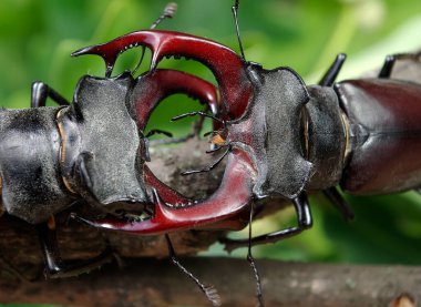 Ormandaki geyik böceği. Kapat. Yağmurdan sonra böcek. 