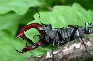 Ormandaki geyik böceği. Kapat. Yağmurdan sonra böcek. 