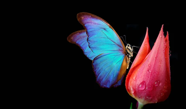 Голубая Бабочка Морфо Цветке Черном Фоне Бутон Тюльпана Бабочка Пространство — стоковое фото