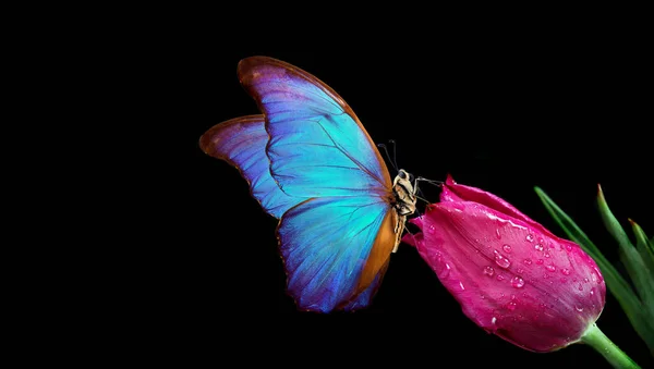 Голубая Бабочка Морфо Цветке Черном Фоне Бутон Тюльпана Бабочка Пространство — стоковое фото